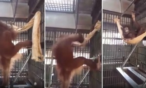 Orangotango constroi a sua própria cama de rede
