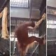Orangotango constroi a sua própria cama de rede