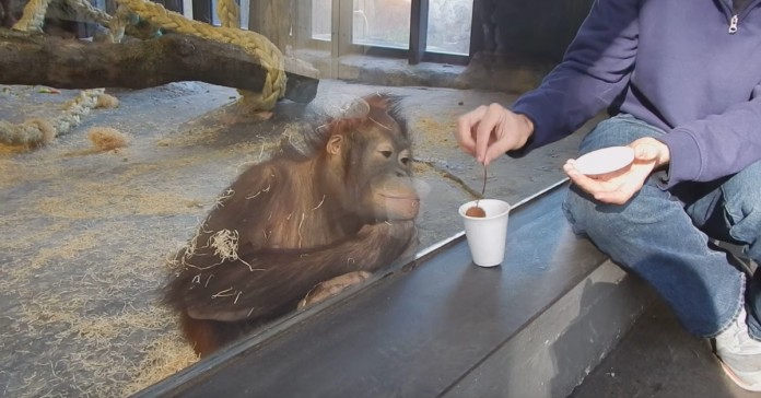 Orangotango reage de forma épica a um truque de magia