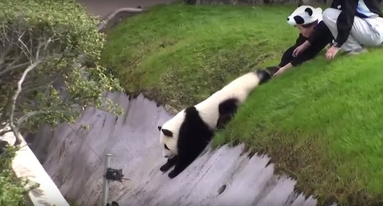 Panda japonês só quer brincadeira com os seus tratadores