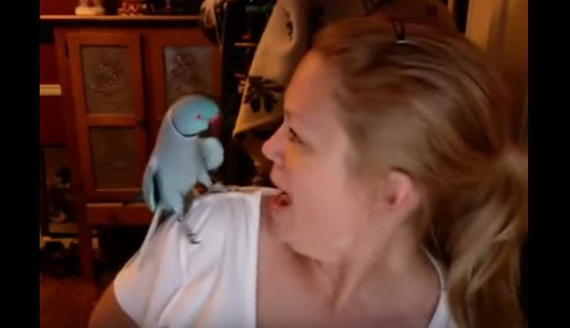 Papagaio diz Peekaboo e não consegue parar de rir