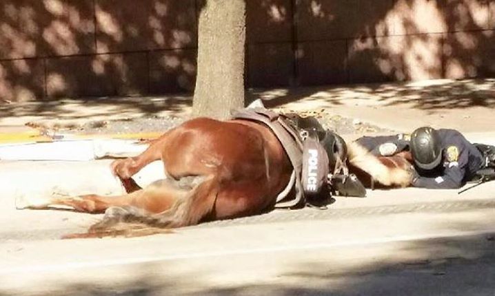 Imagem de polícia a confortar cavalo que estava a morrer, emociona a internet