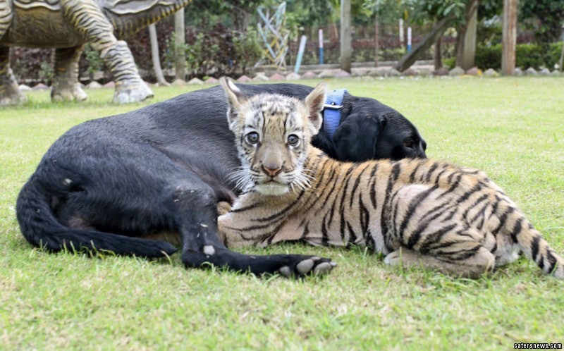 A bela história de uma cadela labrador que adotou um tigre bebé