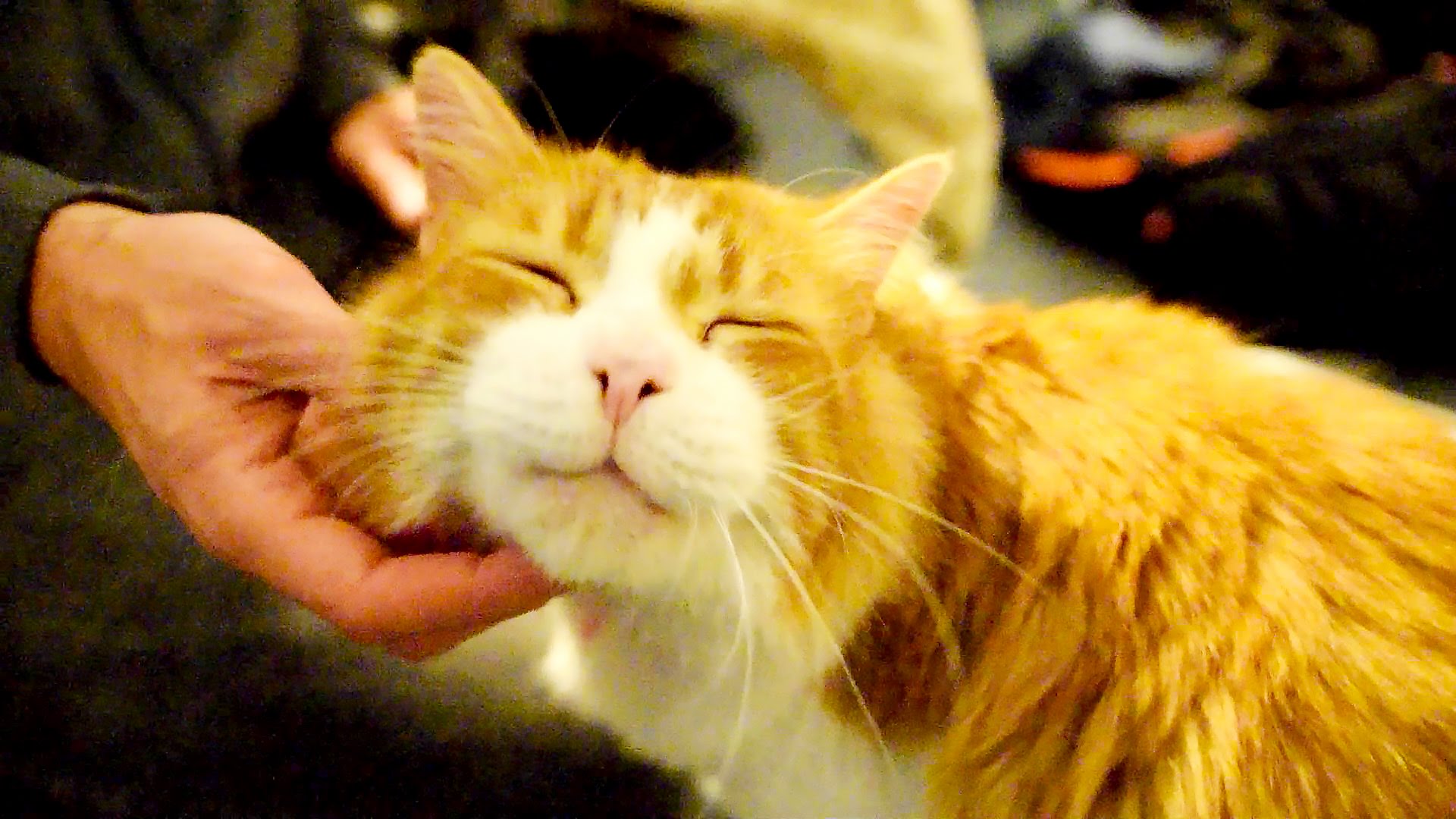 Gato, abandonado duas vezes, tem o ronronar mais fofo da internet