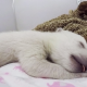 Vídeo de urso polar abandonado a dormir está a derreter a internet