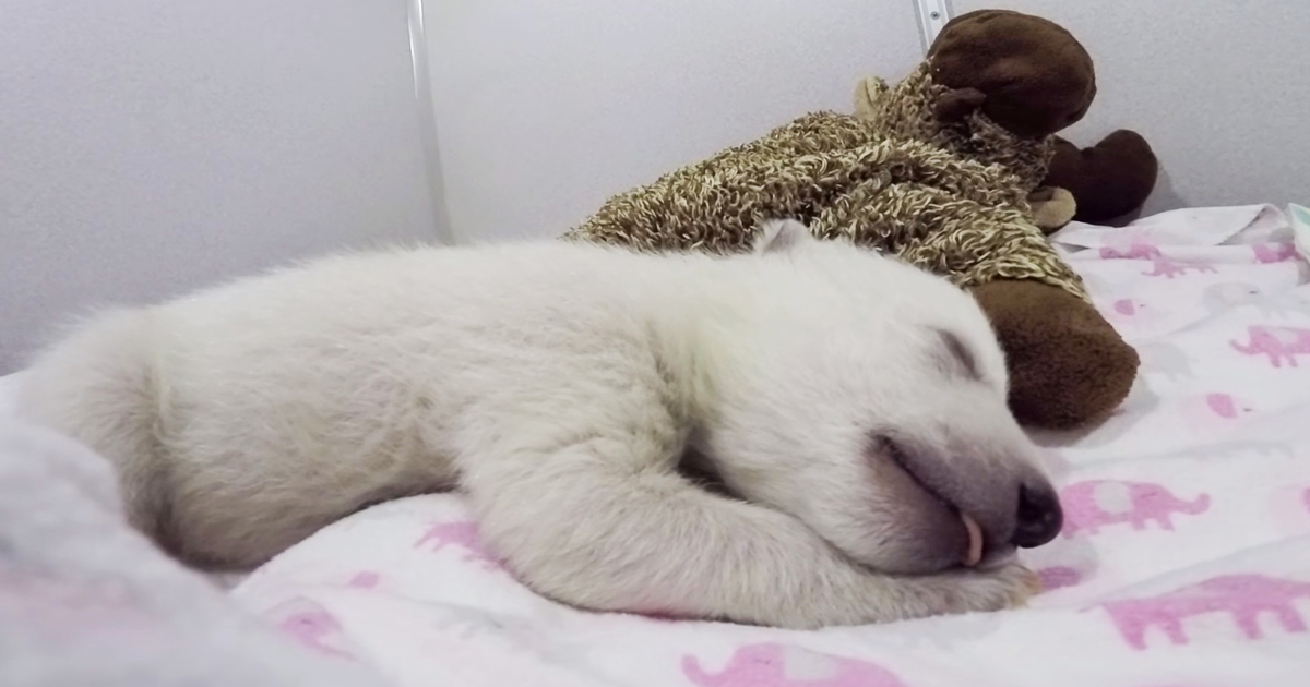 Vídeo de urso polar abandonado a dormir está a derreter a internet