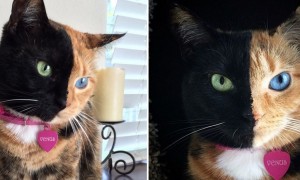 Venus, a gata de &#8220;duas caras&#8221; é sucesso nas redes sociais