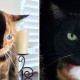Venus, a gata de &#8220;duas caras&#8221; é sucesso nas redes sociais