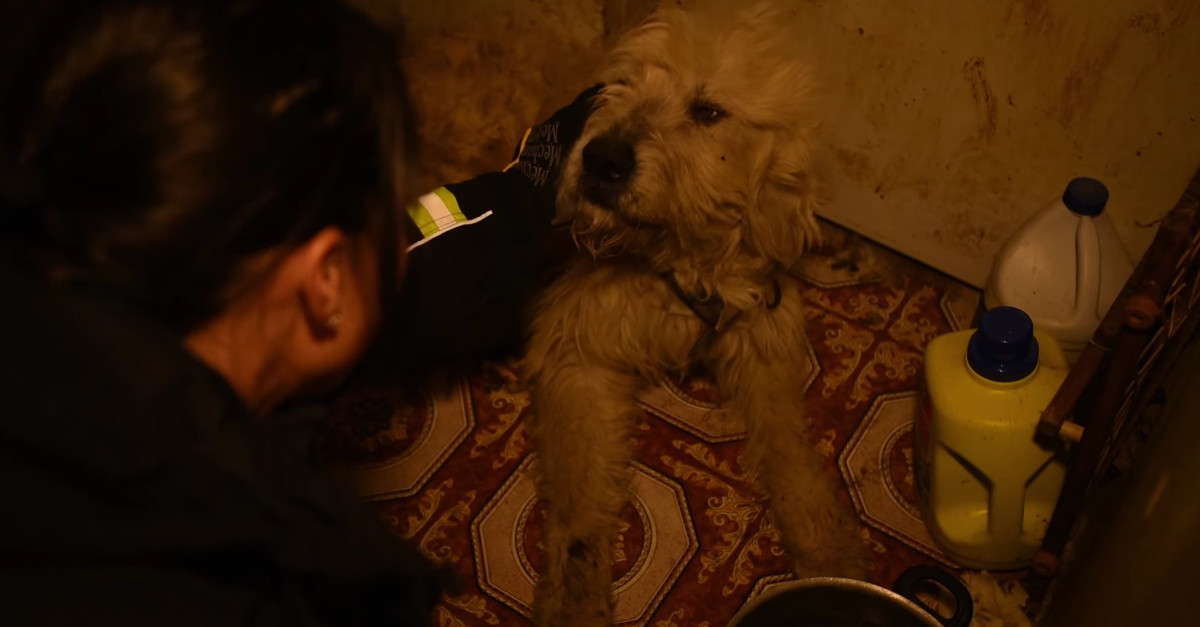 Cão recebe visita surpresa depois de ser abandonado pelos donos