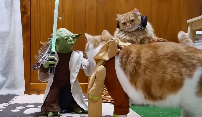 Mestre Yoda a treinar os seus gatos Jedi, e não só