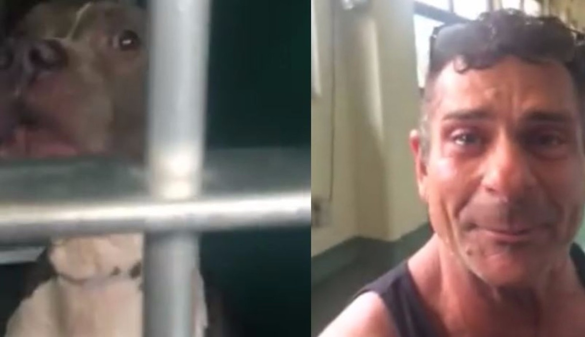 Homem desata a chorar depois de encontrar o pitbull que lhe tinham roubado