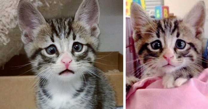 Gato com olhar preocupado é a nova estrela do Instagram