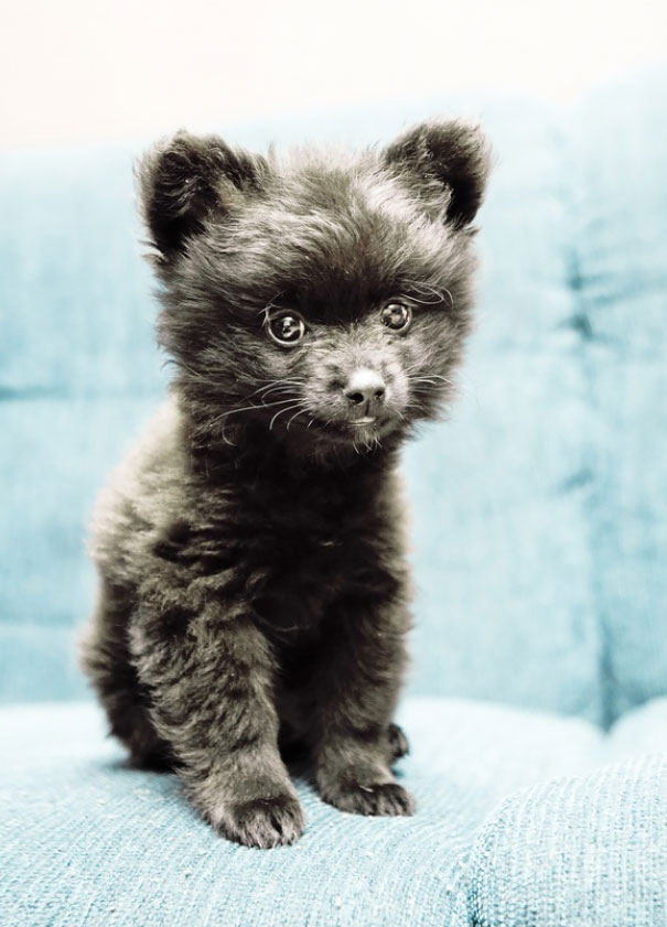 15 cães tão fofos que mais parecem ursos de peluche