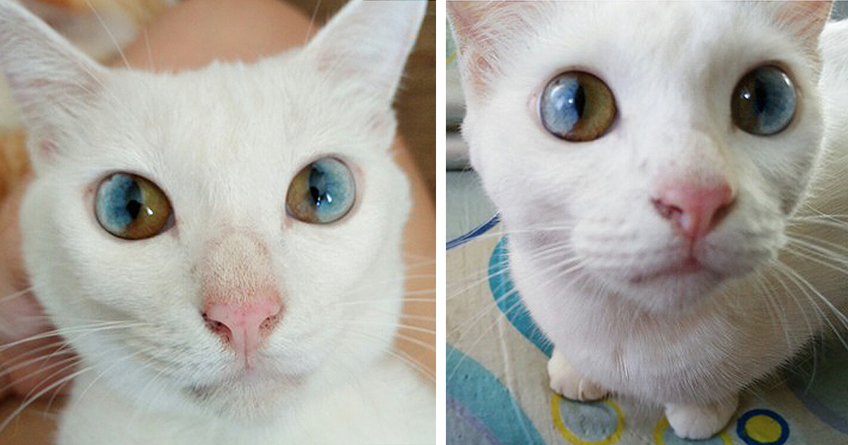 Este gato tem o universo nos olhos