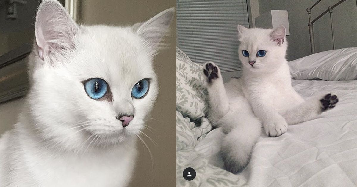 Coby, provavelmente a gata mais bonita do Instagram