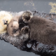 Video de lontra recém-nascida a dormir na barriga da mãe fica viral