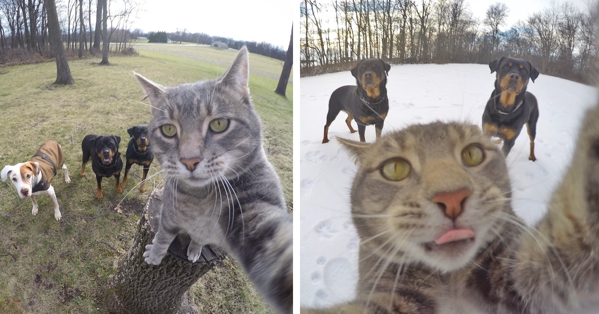 Manny, o gato que tira selfies é a nova sensação do Instagram