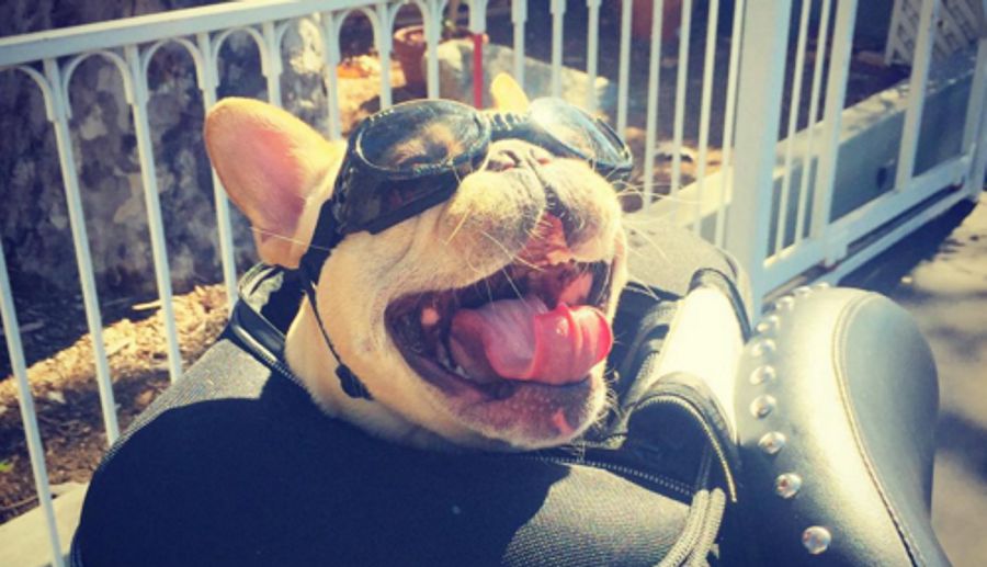 Este bulldog francês motoqueiro vai arrancar-te um sorriso