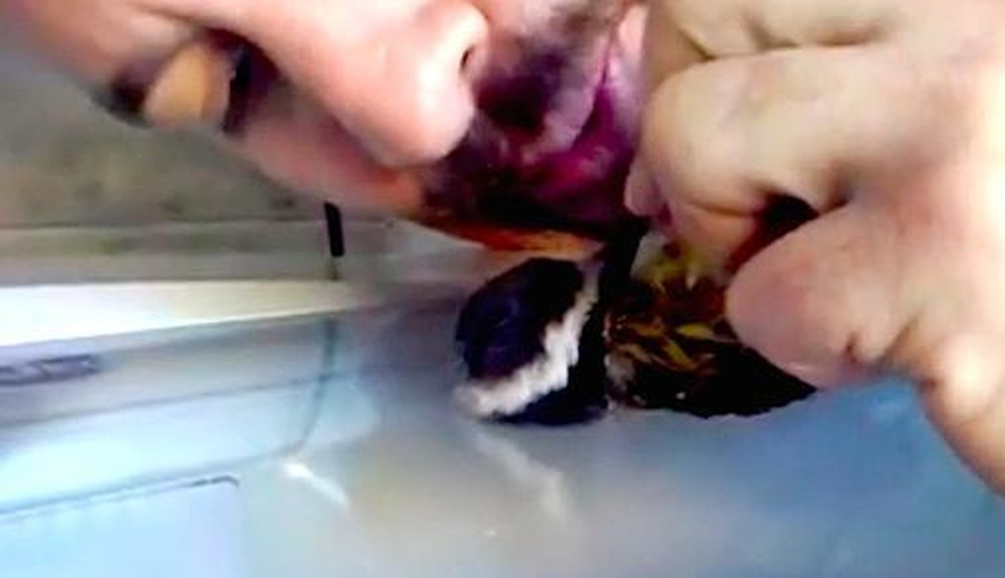 Homem ressuscita passarinho com massagem cardíaca