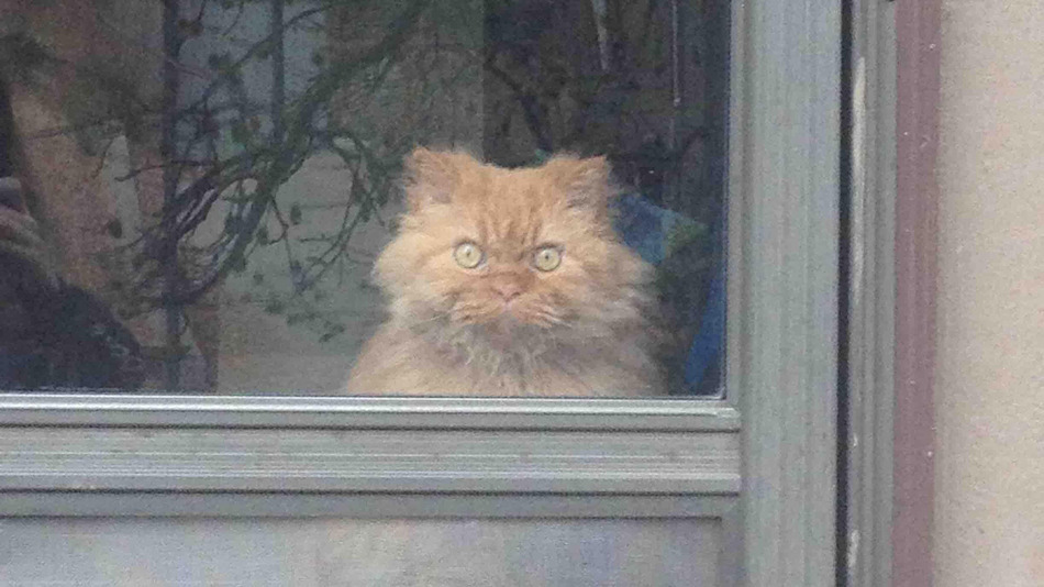 Este gato viu algo terrível, e a internet já respondeu