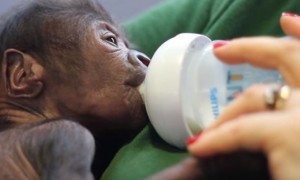 O primeiro gorila a nascer de cesariana é a coisa mais fofa que vais ver hoje