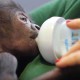 O primeiro gorila a nascer de cesariana é a coisa mais fofa que vais ver hoje