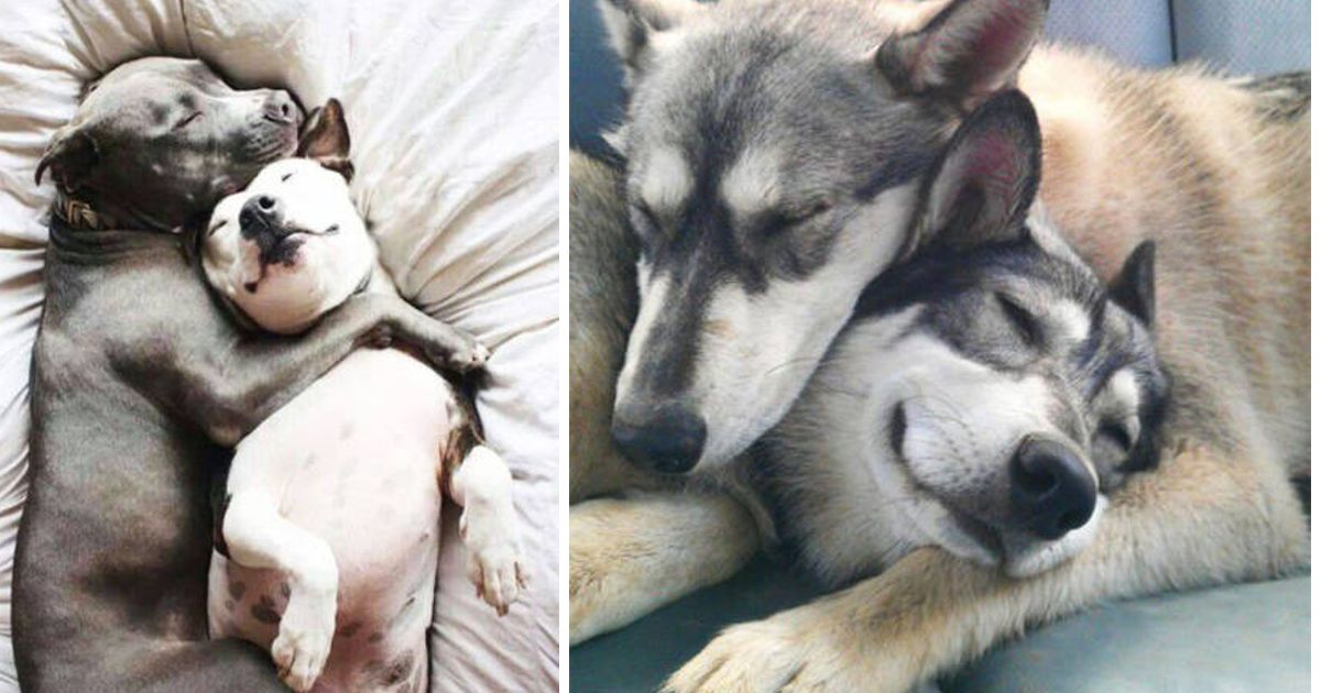 10 fotografias que provam a verdadeira amizade entre cães
