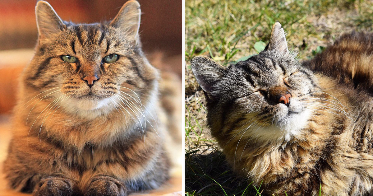 O gato mais velho do mundo, tem 26 anos e foi adotado