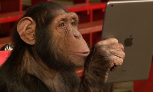The iPad Magician mostra novos truques a chimpanzés