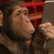The iPad Magician mostra novos truques a chimpanzés