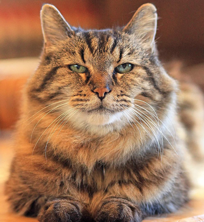 O gato mais velho do mundo, tem 26 anos e foi adotado