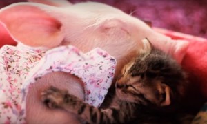 Vídeo mostra o amor entre uma porquinha e um gatinho