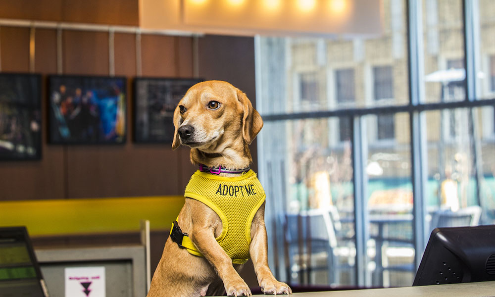 Hotel aceita cães de rua, para que os hóspedes possam adotar