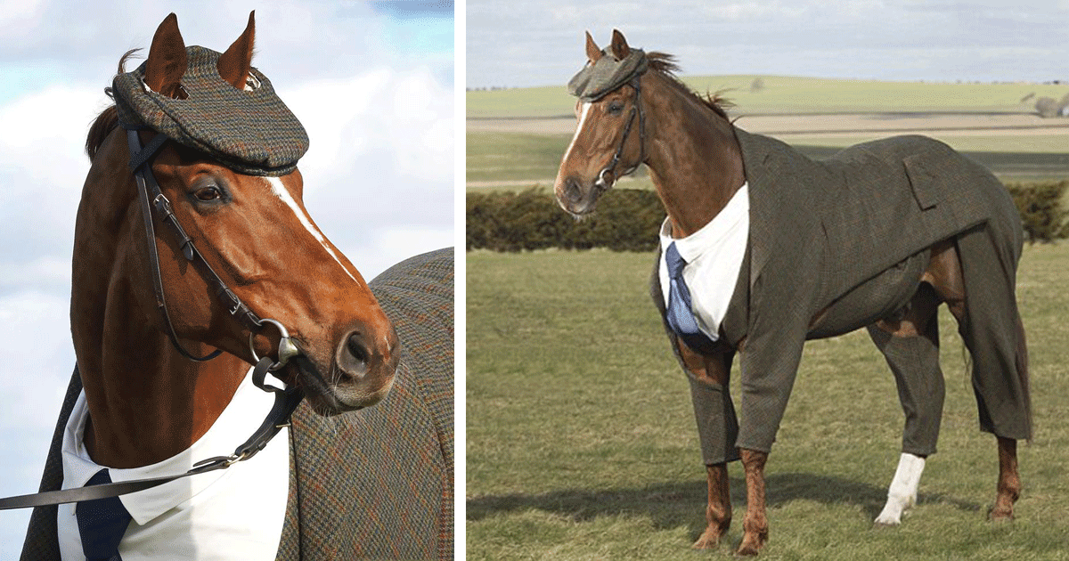 Designer cria o primeiro fato completo para um cavalo, que ficou super elegante