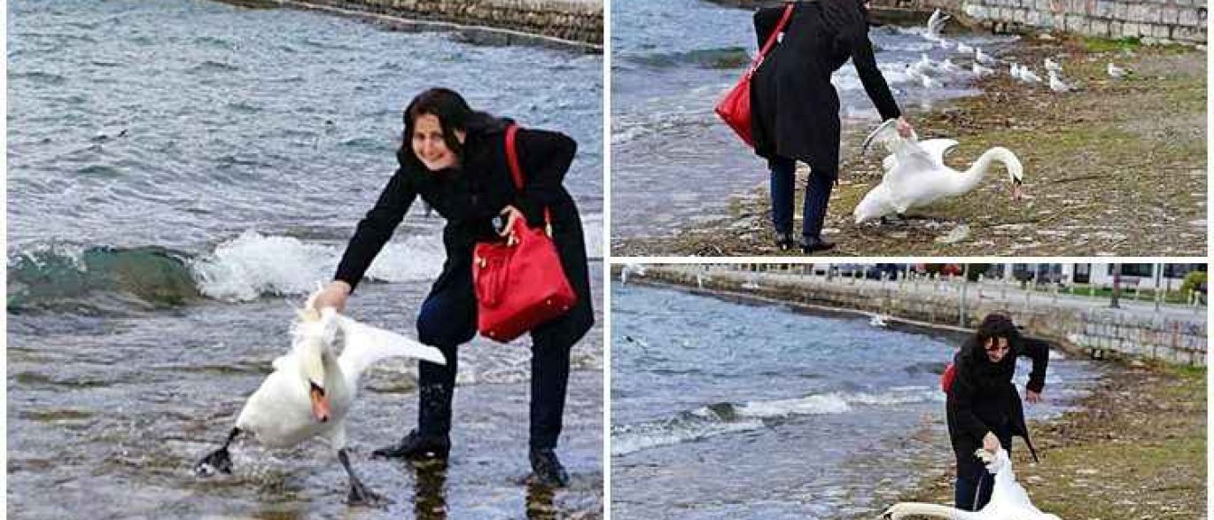 Turista mata cisne ao agarrá-lo para tirar uma selfie