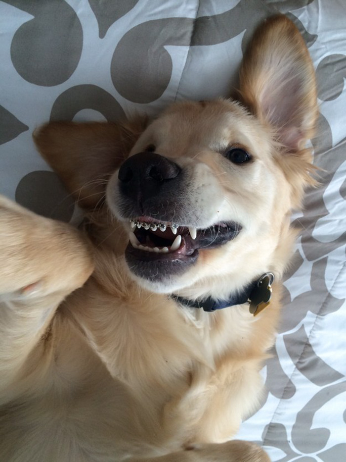 Este cão usa aparelho nos dentes, porque não conseguia fechar a boca