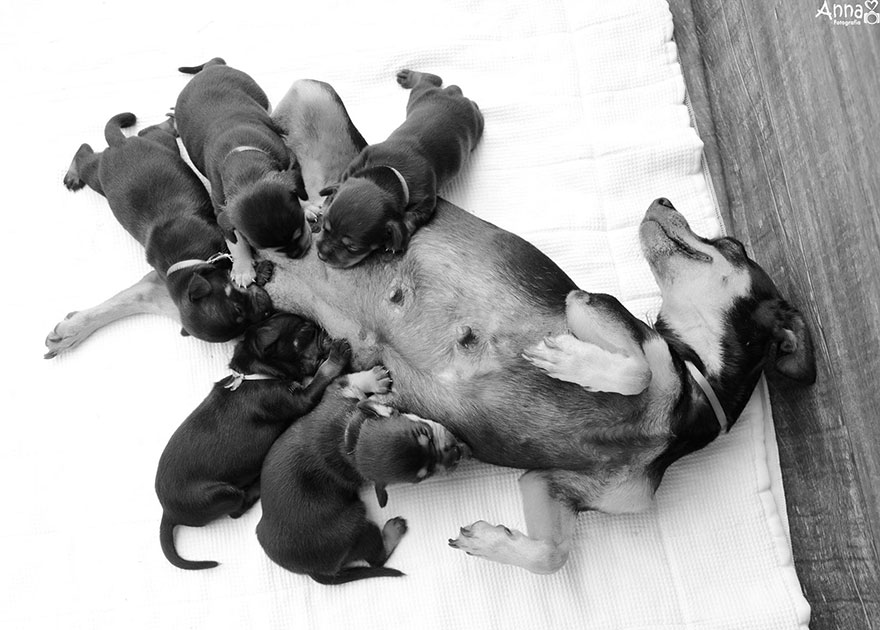Lilica, a cadela que fez uma sessão fotográfica grávida, já teve os seus cachorrinhos