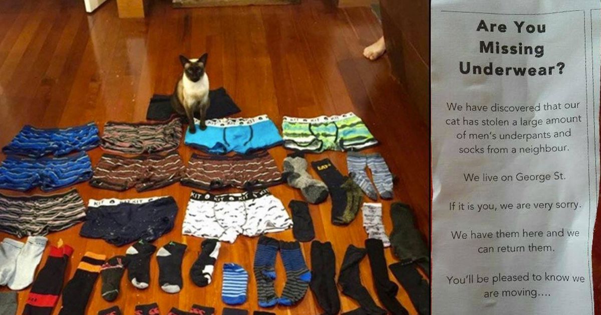 Donos de gato &#8220;ladrão de roupa interior&#8221;, encontraram uma forma original de a devolver aos vizinhos