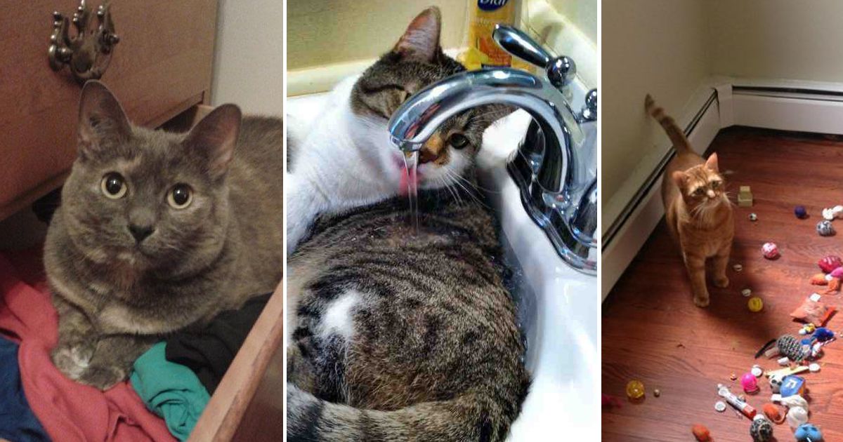 10 sinais de que o teu gato tomou conta da casa