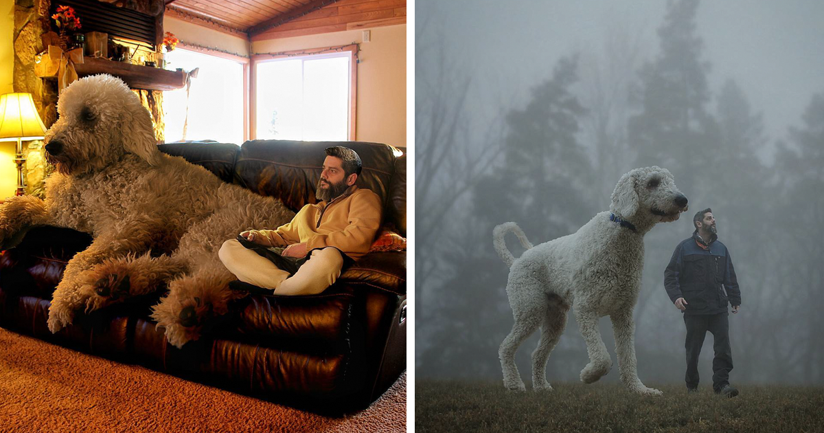 Fotógrafo usa photoshop para transformar o cão, num gigante