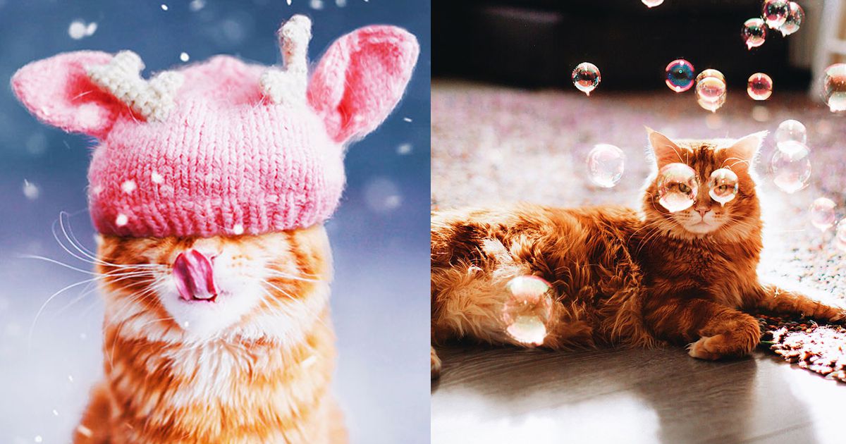 A fotogenia incrível de Cutlet, a gata ruiva mais famosa do Instagram