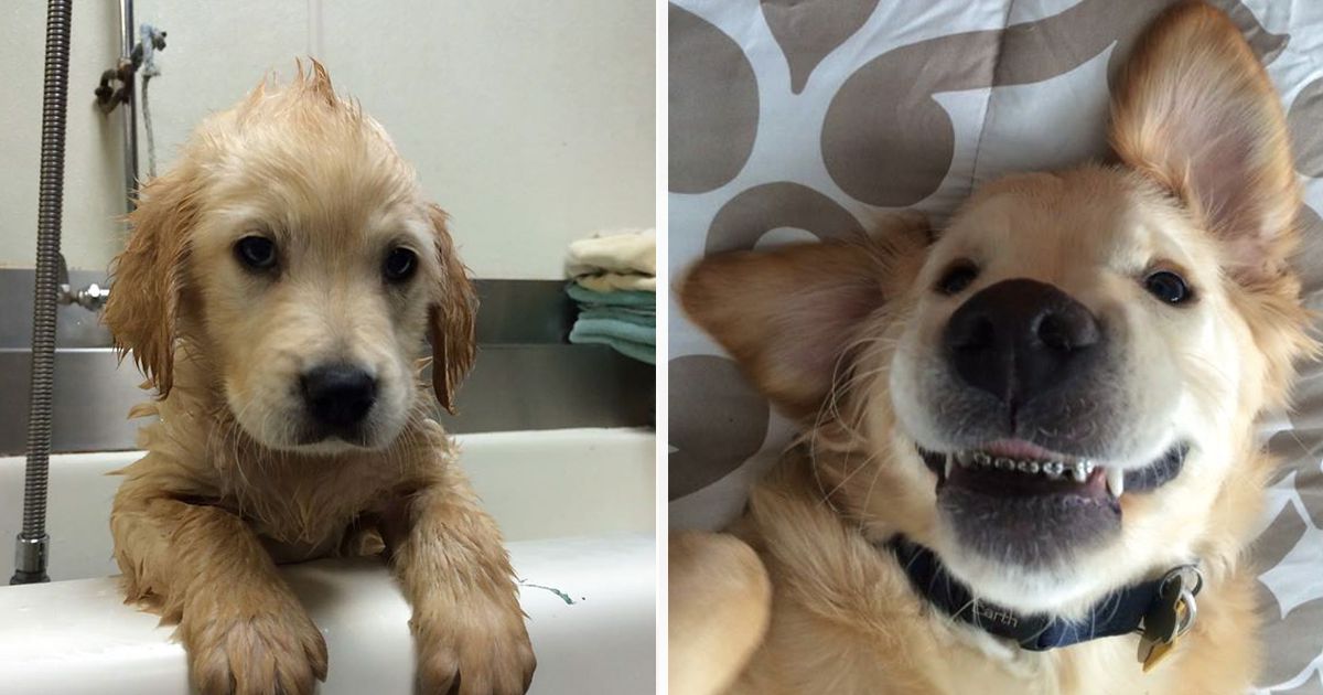 Este cão usa aparelho nos dentes, porque não conseguia fechar a boca