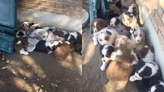 18 adoráveis cachorrinhos acordam da hora da sesta, ao mesmo tempo