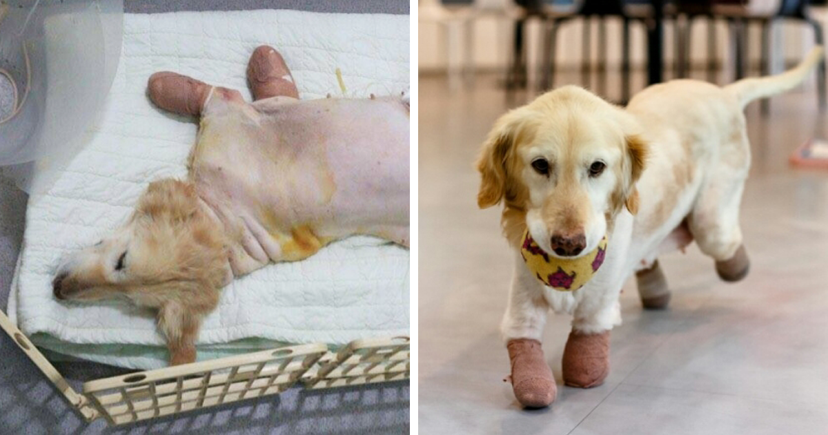 Cadela que perdeu as 4 patas, sobreviveu e foi finalmente adotada
