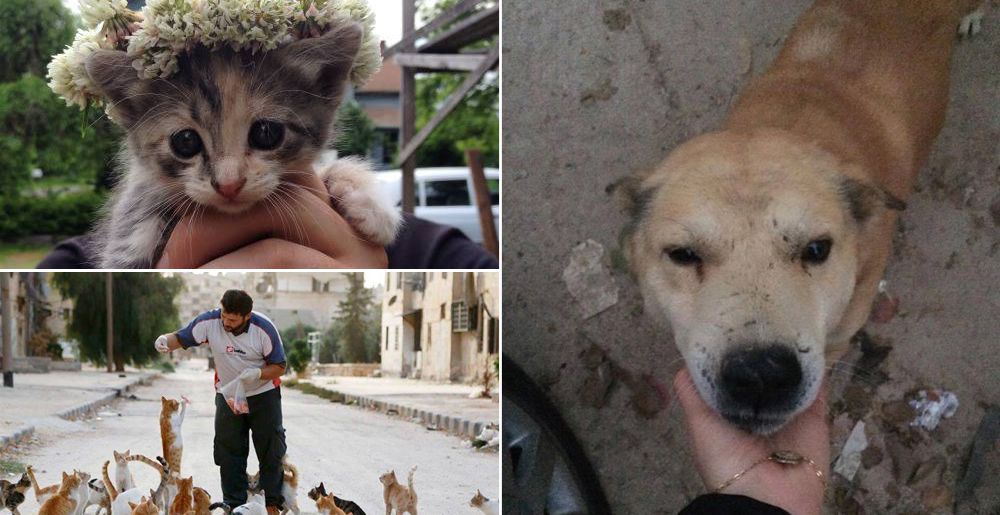 Arriscam a vida em zona de guerra para salvar animais abandonados na Síria
