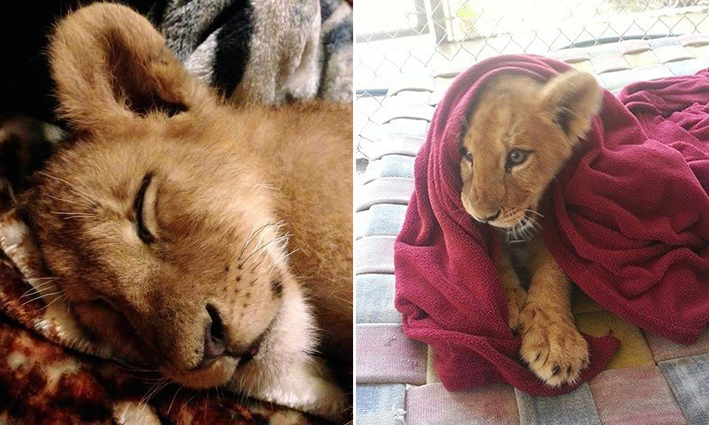 Leão resgatado há dois anos recusa-se a dormir sem o seu cobertor de bebé