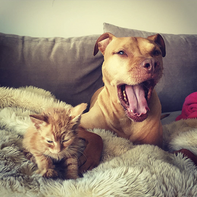 Bubba, o Pitbull que adotou um gato, e o trata como se fosse um filho