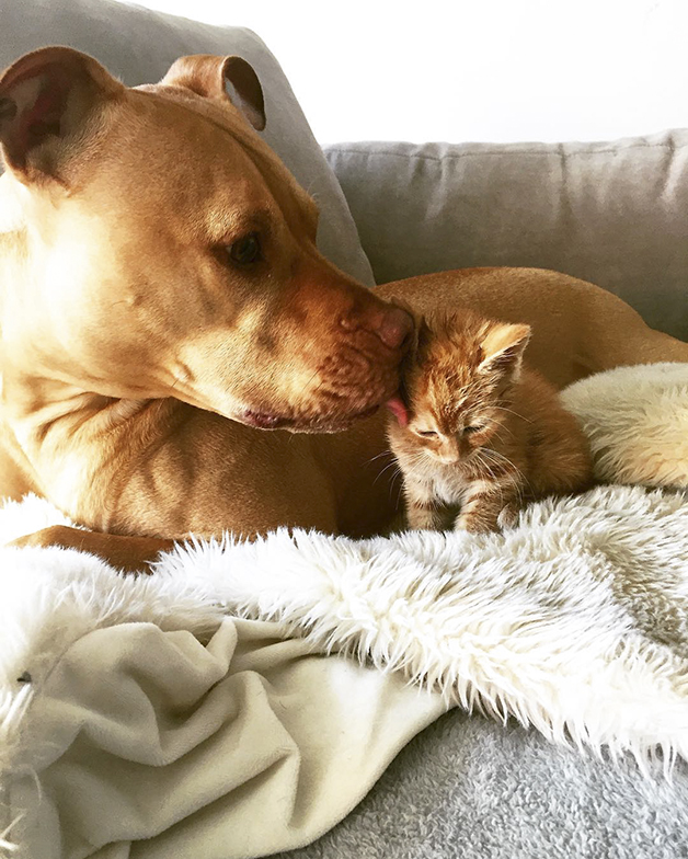 Bubba, o Pitbull que adotou um gato, e o trata como se fosse um filho