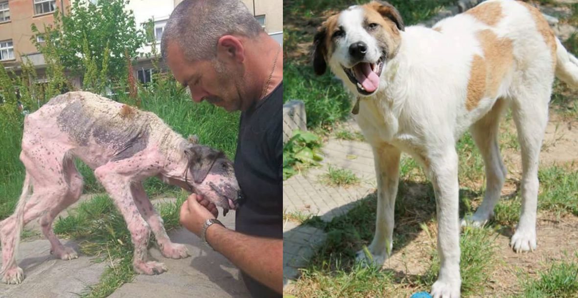 Cão abandonado para morrer, faz recuperação espectacular graças a gente boa