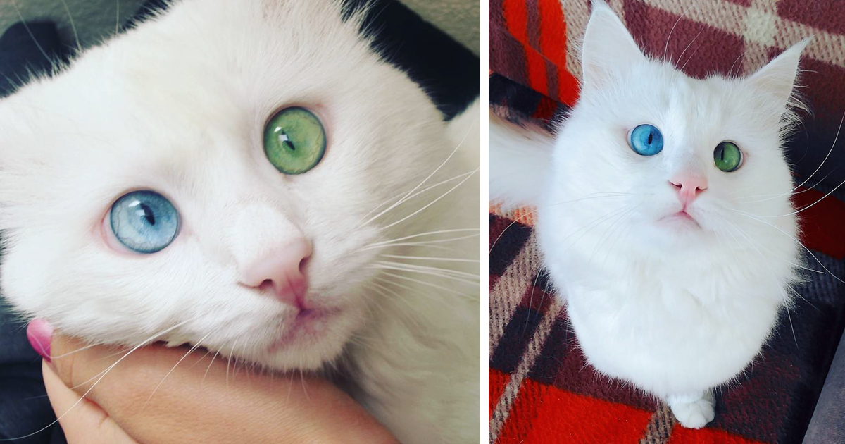 Este gato com um olho de cada cor, está a fazer furor no Instagram
